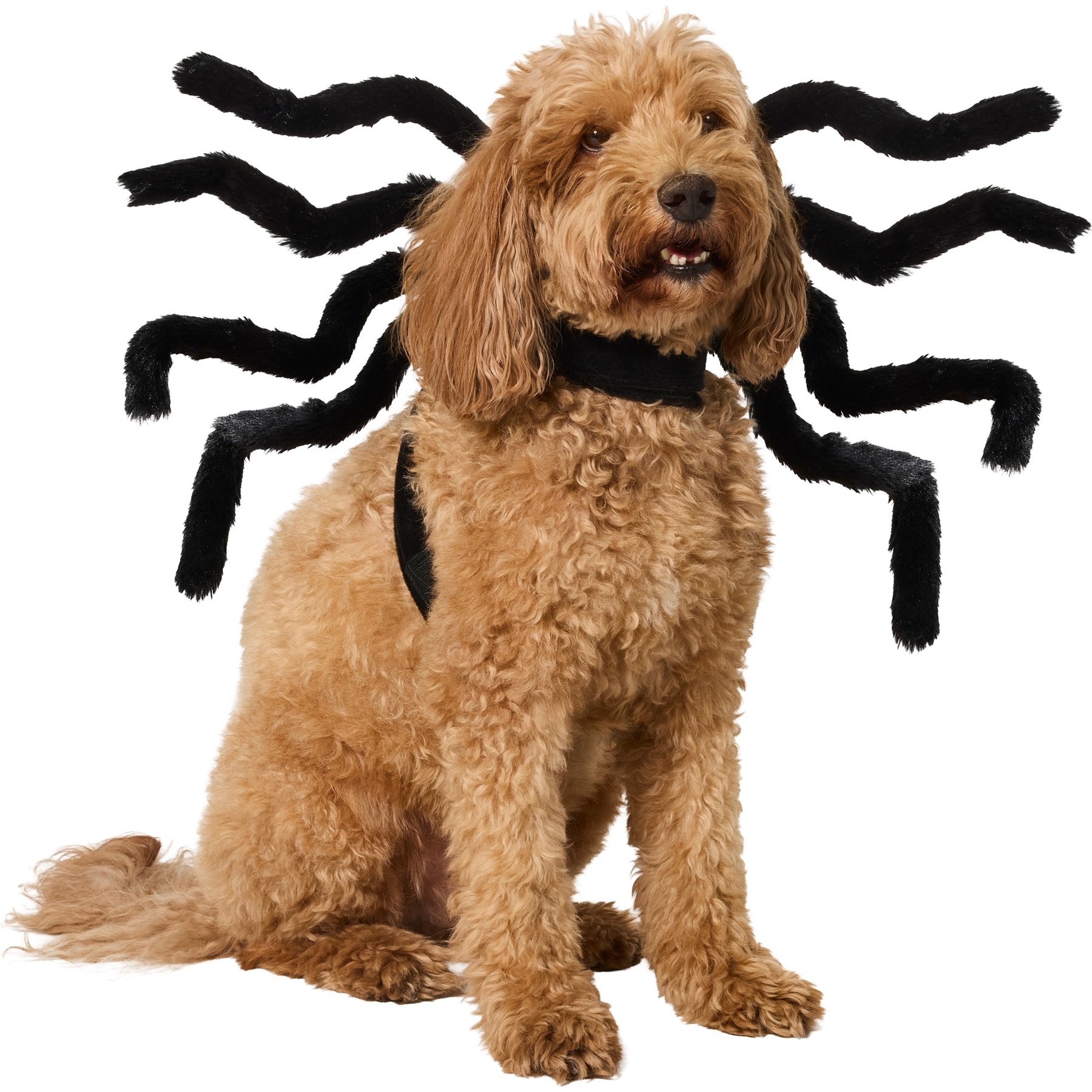 Frisco Spider Dog & Cat Costume Accessory, Medium/Large