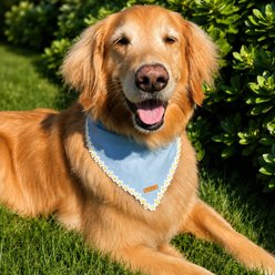 Fetchin' Co. Chambray Daisy Chain Accessory Dog Bandana, Blue, Medium/Large slide 2 of 4