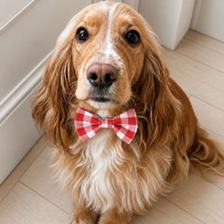 Fetchin' Co. Gingham Bow Tie Accessory Dog Collar, Red, Medium/Large slide 2 of 4