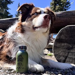 Mountain Dog MK9 Deployable Pack Gluten-Free Salmon Mini Freeze-Dried Dog Treats 0.95-oz slide 2 of 6