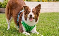 Leashes & Harnesses