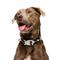 Show in main carousel: Frisco Glow in the Dark Pumpkin Dog Collar, L/XL: 18 to 26-in neck, 1-in wide slide 3 of 10