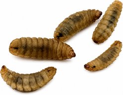 ABDragons Live Black Soldier Flies Larvae Reptile, Bird, Fish & Small Pet Food, Medium, 1000 count