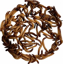 ABDragons Live Superworms Reptile, Bird, Fish & Small Pet Food, Small, 100 count