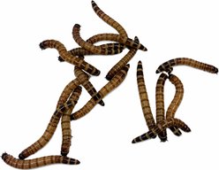 ABDragons Live Superworms Reptile, Bird, Fish & Small Pet Food, Large, 100 count slide 1 of 8