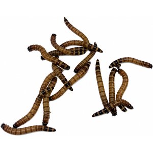 ABDragons Live Superworms Reptile, Bird, Fish & Small Pet Food, Large, 100 count