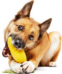 BARK Corn To Run Squeaky Chew Dog Toy, Multicolor slide 2 of 7