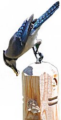 Wildlife Sciences Sunflower Suet Plugs Wild Bird Food, case of 12 slide 2 of 4