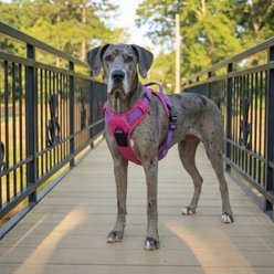 Doggie Design Venture Paw Pull-Controll Dog Harness, Sugar Rush Pink, X-Small: 10.5 to 16-in chest slide 2 of 6