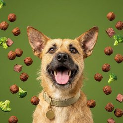 Dog & Whistle Training Nibs Beef & Broccoli Recipe Crunchy Dog Treats, 5-oz bag slide 2 of 4