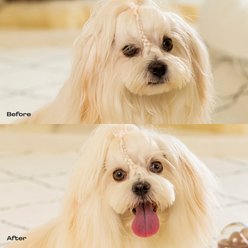 Muddi Pet Concentrated Rinse-Free Dog Shampoo & Conditioner with Bath Mitt, 2-fl oz bottle, 2 count slide 2 of 9