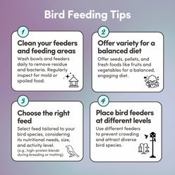 Mycelium Feeds Premier Seed Blends Pigeon Food, 5-lb bag slide 2 of 9