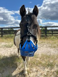 GG Equine Premium Breakaway Horse Halter, Black, Mini slide 2 of 7