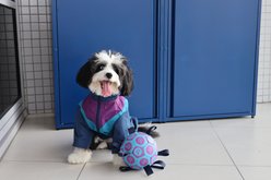 pupp st. Puppster Soccer Bouncy Ball Dog Toy, Purple/Blue, Large
