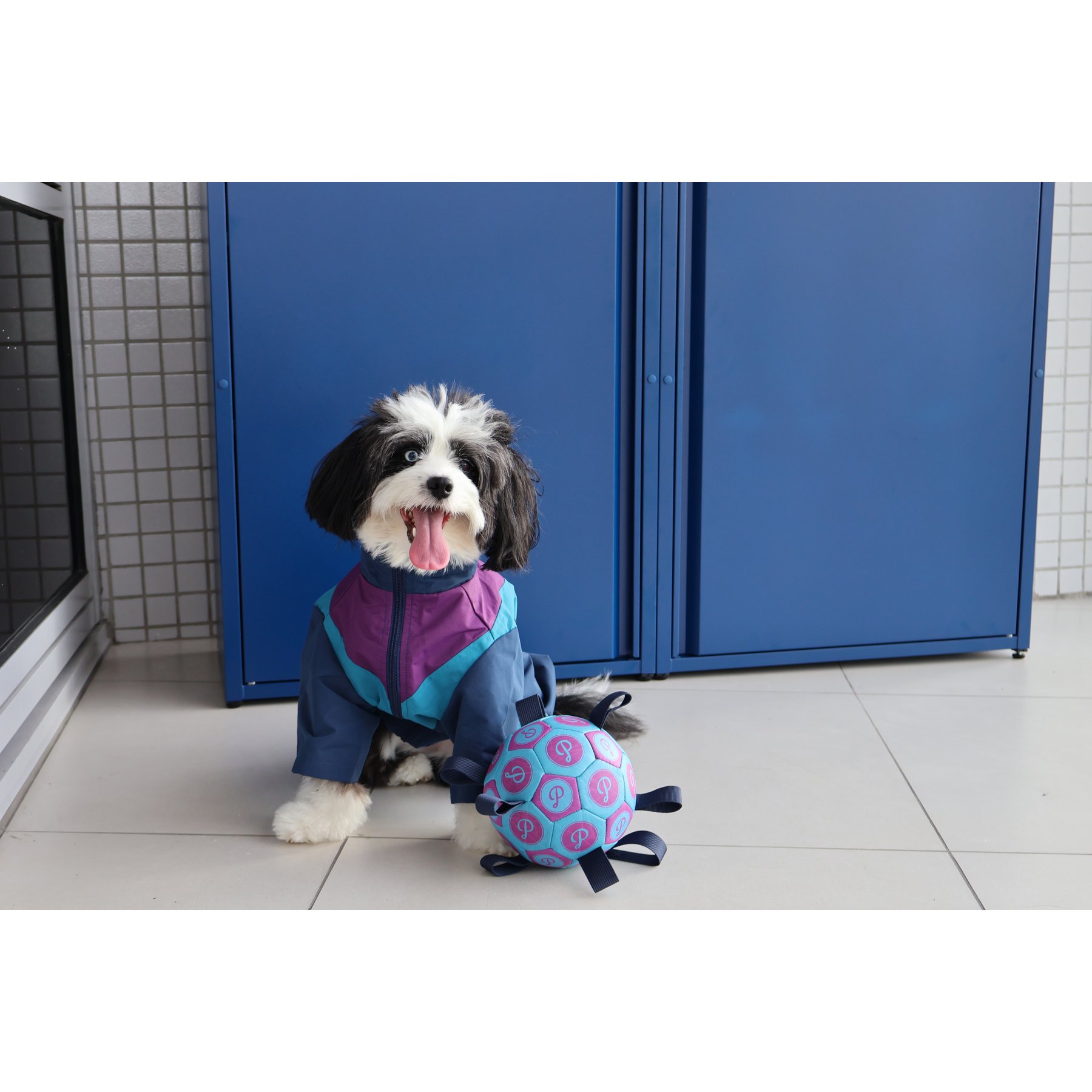 pupp st. Puppster Soccer Bouncy Ball Dog Toy, Purple/Blue, Large