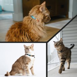 Wolfgang ChevTech Adustable Cat Collar, 7 to 11-in neck, 3/4-in wide slide 2 of 6