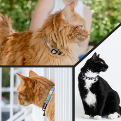 Wolfgang CoolBreeze Adustable Cat Collar, 7 to 11-in neck, 3/4-in wide slide 2 of 5