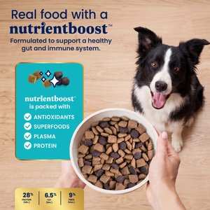 Solid Gold NutrientBoost Chicken & Sweet Potato Weight Control Gut Health Grain-Free Dry Dog Food for Medium & Large Dogs, 22-lb bag