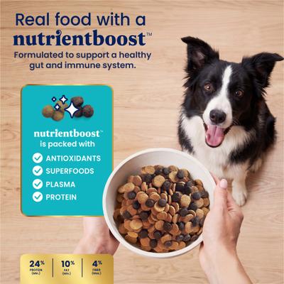 Show full view: Solid Gold NutrientBoost Lamb, Brown Rice & Pearled Barley Gut Health Whole Grain Dry Dog Food for Medium & Large Dogs, 22-lb bag slide 8 of 11
