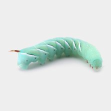 Live Hornworms