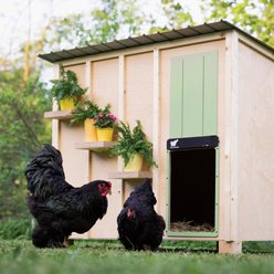Run Chicken Giant Automatic Turkey Coop Door