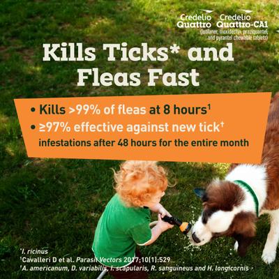 Show full view: Credelio Quattro/Credelio Quattro-CA1 Chewable Tablets for Dogs, 50.1-100 lbs, 1 Chewable (1-mo. supply) slide 7 of 9