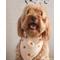 Show in main carousel: The Deluxe Pup DeluxeFIT Pumpkin Dog Bandana, Large slide 4 of 5