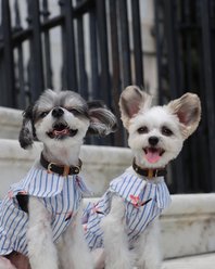 Parisian Pet Flamingo Striped Cotton & Flamingo Print Dog Dress, Large slide 2 of 4