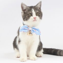 Touchcat Shepherd Polyester Cat Collar with Bow, Blue, Small: 5.9 to 9-in neck, 0.39-in wide