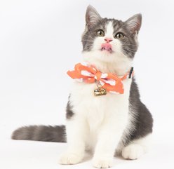 Touchcat Shepherd Polyester Cat Collar with Bow, Sunkist Orange, Large: 7.87 to 11.81-in neck, 0.39-in wide