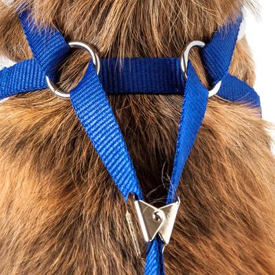 Show full view: Pet Life Luxe Spawling 2-In-1 Mesh Reversible Dog Harness & Leash, Blue, Medium slide 7 of 8