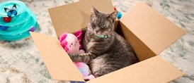 Snag more cat deals