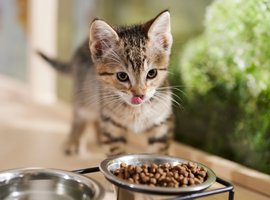 Kitten-sized supplies