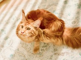 Flea & tick protection