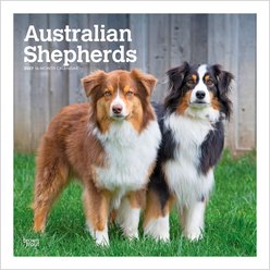 BrownTrout Publishers Australian Shepherds 2027 Wall Calendar