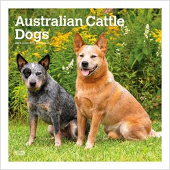 BrownTrout Publishers Australian Cattle Dogs 2027 Wall Calendar