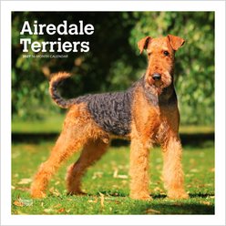BrownTrout Publishers Airedale Terriers 2027 Wall Calendar