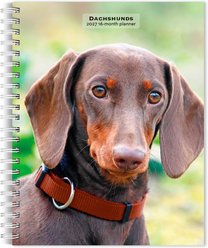 BrownTrout Publishers Dachshunds 2027 Engagement Calendar