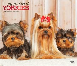 BrownTrout Publishers Yorkshire Terriers 2027 Deluxe Wall Calendar
