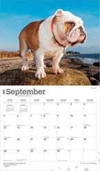 BrownTrout Publishers Bulldogs 2027 Deluxe Wall Calendar slide 2 of 9