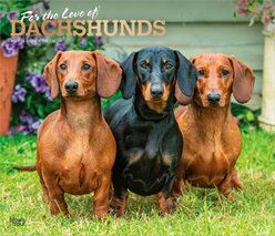 BrownTrout Publishers Dachshunds 2027 Deluxe Wall Calendar slide 1 of 9