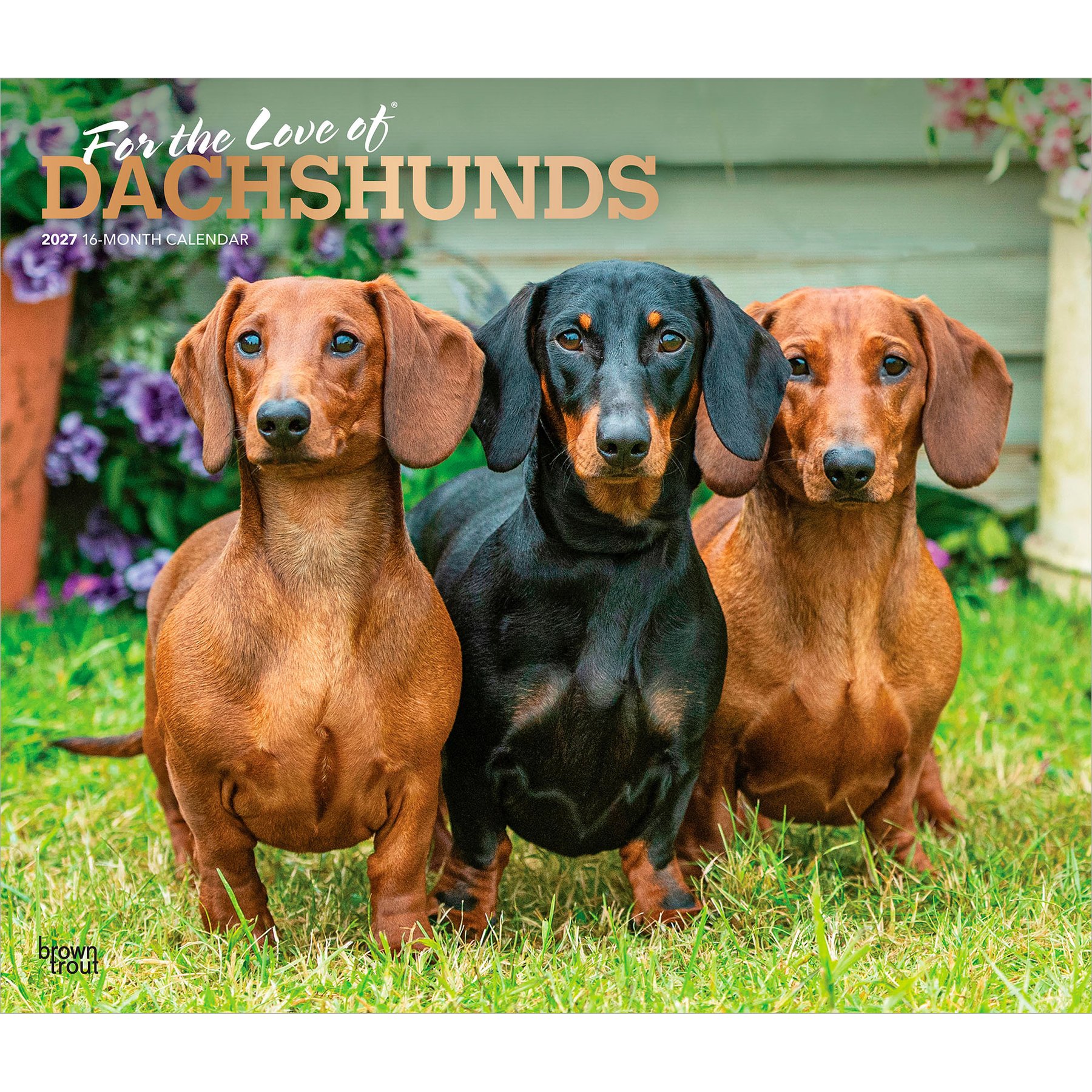 BrownTrout Publishers Dachshunds 2027 Deluxe Wall Calendar