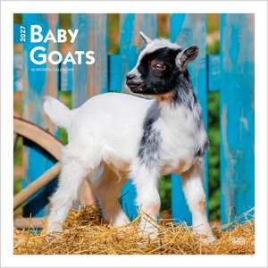 BrownTrout Publishers Baby Goats 2027 Wall Calendar