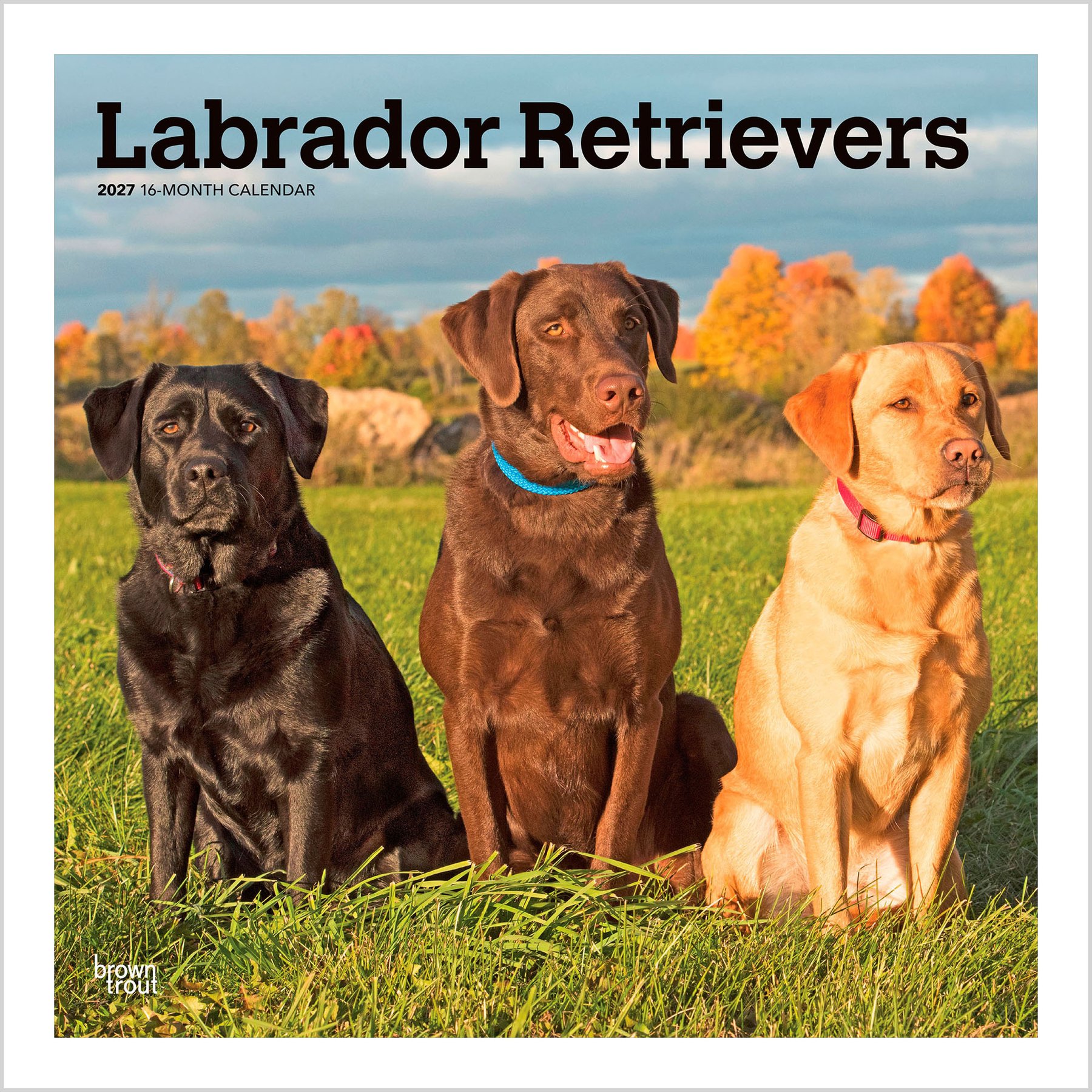 BrownTrout Publishers Labrador Retrievers 2027 Wall Calendar