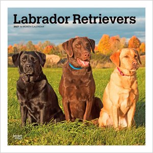 BrownTrout Publishers Labrador Retrievers 2027 Wall Calendar