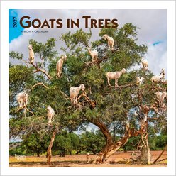 BrownTrout Publishers Goats in Trees 2027 Wall Calendar