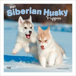 BrownTrout Publishers Siberian Husky Puppies 2027 Wall Calendar