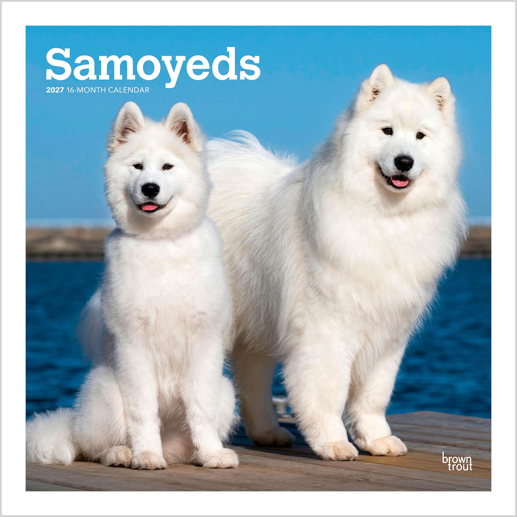 BrownTrout Publishers Samoyeds 2027 Wall Calendar