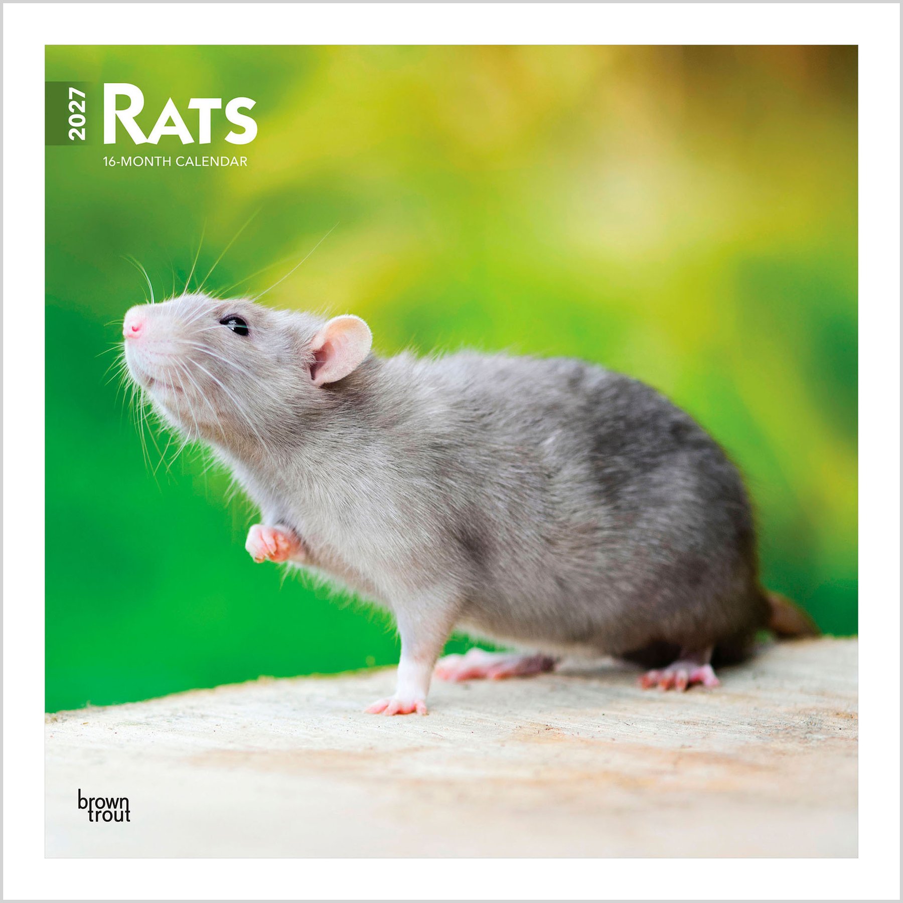 BrownTrout Publishers Rats 2027 Wall Calendar