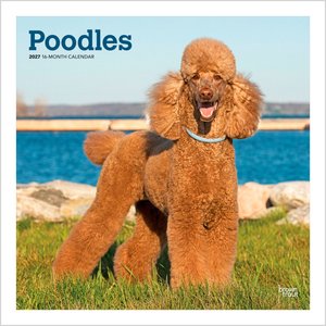 BrownTrout Publishers Poodles 2027 Wall Calendar